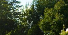 Small Canadian City Backyard: Relaxing In The Backyard 'Small Canadian City Backyard: Relaxing In The Backyard' captures