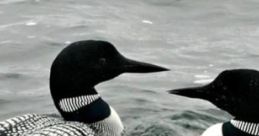 Fire, Rain, Loons "Fire, Rain, Loons" captures the serene interplay of nature's , featuring the crackling of a campfire,