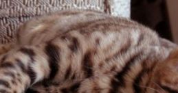 Cozy With Kittens: Cozy Home With A Purring Kitten 'Cozy With Kittens: Cozy Home With A Purring Kitten' is a cape