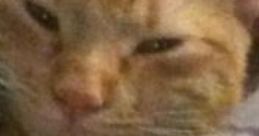 Bedroom Thunderstorms: Night Time Thunderstorm And Warm Bedding 'Bedroom Thunderstorms: Night Time Thunderstorm And Warm