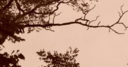 Swamp Lullaby: Makes You Sleepy 'Swamp Lullaby: Makes You Sleepy' presents an ambient cape reflective of a natural wetland