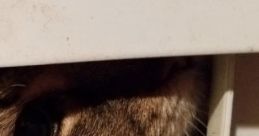 Rainy Cat 'Rainy Cat' is an ambient cape that captures the gentle of rain falling, accompanied by the soft purring and