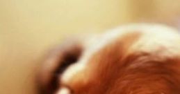 Puppy Snooze: Puppy Snooze Background 'Puppy Snooze: Puppy Snooze Background' offers a calming auditory environment