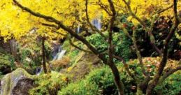 Rain In A Japanese Garden: Rainy Day In A Japanese Garden The ambient cape titled 'Rain In A Japanese Garden: Rainy Day In