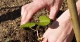 Planting: Planting In The Garden "Planting: Planting In The Garden" captures the authentic of an early spring vegetable