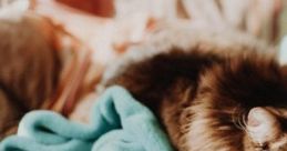 Cat Lover's House: Ever Been In A Cat-lover's House? Experience the ambient cape titled 'Cat Lover's House: Ever Been In A