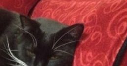 Cats Purring The "Cats Purring" cape features the soothing, rhythmic purring of domestic cats, creating a calming