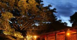 CaribbeanNight 'CaribbeanNight' captures the calming of a warm evening in the Caribbean. Listeners will hear the