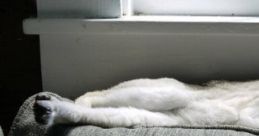 Taking A Nap On The Sofa: You Are Taking A Nap While Around You... 'Taking A Nap On The Sofa: You Are Taking A Nap While