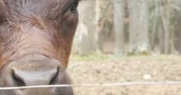Rainy Afternoon With A Cowboy: Rainy Nap With A Cowboy 'Rainy Afternoon With A Cowboy: Rainy Nap With A Cowboy' captures