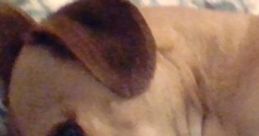 Doggie : Description The ambient cape titled 'Doggie : Description' features a variety of realistic canine noises,