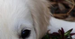 Crate Time: Soothing To Help Pup Calm Down 'Crate Time: Soothing To Help Pup Calm Down' is an ambient cape designed to