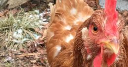 Chickentrain