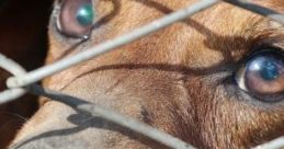 "A Dog’s Journey": Dog Shelter Scene "A Dog’s Journey: Dog Shelter Scene" captures the ambient of a dog shelter, where
