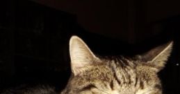 The Cattening: İyi Ki Doğdun Bkree "The Cattening: İyi Ki Doğdun Bkree" is an immersive ambient cape featuring a diverse