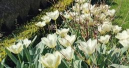 Reading In The Garden: A Nice Spring Day In The Garden With A Book And The Dogs. The ambient cape titled "Reading In The