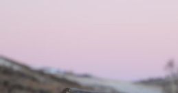 Kaala: Kaala's Cottage 'Kaala: Kaala's Cottage' offers an immersive ambient cape that captures the serene atmosphere of a