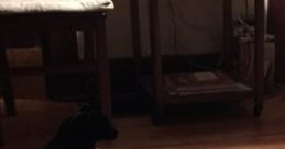Indiana: A Restful Afternoon Nap At Home 'Indiana: A Restful Afternoon Nap At Home' captures the soothing of a domestic