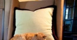 Reading By The Fire: Read A Novel By The Fire With Your Kitty 'Reading By The Fire: Read A Novel By The Fire With Your Kitty'