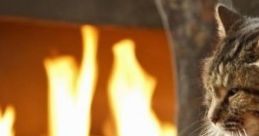 Writing By The Fire With A Cat "Writing By The Fire With A Cat" offers a serene ambient cape designed to enhance focus and