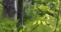 ThunderClan Stroll: Stroll Through ThunderClan's Territory "ThunderClan Stroll: Stroll Through ThunderClan's Territory"