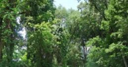 Walking With Elizabeth Bennet: A Quiet Walk Along The Road To Meryton "Walking With Elizabeth Bennet: A Quiet Walk Along