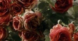 Resting In The Spring Court: "Resting In The Spring Court" offers a serene cape characterized by the gentle rustle of