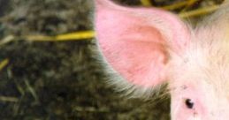 Animal Farm: George Orwell's Animal Farm "Animal Farm" is a novella by George Orwell, published in 1945. Set on a farm in