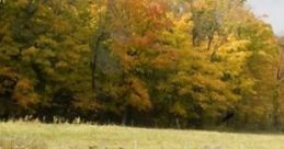 The Family Farm: Our Family Farm The Family Farm: Our Family Farm is an immersive audio experience that captures the