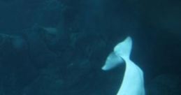 Underwater Grotto Underwater Grotto is an immersive experience that captures the serene ambiance of an underwater oasis,