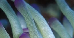 Pure Bubbles Pure Bubbles offers a of soothing underwater designed to promote relaxation and aid sleep. Inspired by the