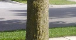 Cul-de-sac, Summer Afternoon: A Breezy Day In Late Summer, In A Quiet Neighborhood. "Cul-de-sac, Summer Afternoon: A Breezy