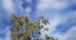 Verandah In The Outback: G'day, Mate! Sit back and relax with a glass of lemonade or a cup of tea and listen to the of the