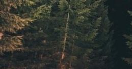 Wolves Howl In The Forest "Wolves Howl In The Forest" is a captivating cape ideal for enhancing outdoor experiences such as