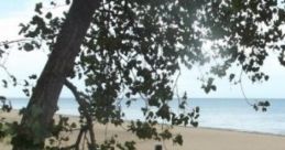 Polynesia: Tropical Beach Polynesia: Tropical Beach offers an immersive audio experience featuring the soothing of sand,