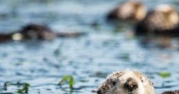 Among Sea Otters: Floating In A Kelp Bed With The Cutest Sea Creatures "Among Sea Otters: Floating In A Kelp Bed With The