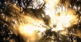 Horse Ride Through The Forest Experience the serenity of a horse ride through a tranquil forest, where the of creaking trees