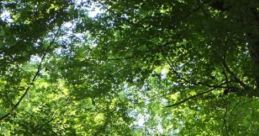 Sunny Treehouse Sunny Treehouse offers an immersive audio experience featuring nature like a babbling stream, tree