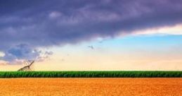 Rainstorm Field: Rainstorm Coming Above Wheat Field "Rainstorm Field: Rainstorm Coming Above Wheat Field" captures the serene