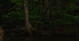 Quiet Night Forest With Chimes "Quiet Night Forest With Chimes" is an immersive audio experience featuring serene forest ,