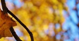 Fall At The Farm: Sitting Under A Golden Tree At The Farm Experience the tranquility of "Fall At The Farm" as you sit under a