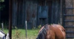 Quiet Farm: Quiet Farm Noises With Hens, Horses, Cows, And Cat "Quiet Farm: Quiet Farm Noises With Hens, Horses, Cows, And