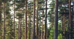 Windy Forrest Windy Forrest is a of nature capes designed to evoke the serene atmosphere of a forest swaying in the wind.