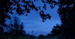 Odd Spring: Spring Peepers And Bellbirds "Odd Spring: Spring Peepers and Bellbirds" is an immersive audio experience