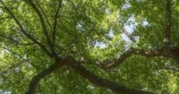 Tree In A Field: Sitting Under A Tree In A Field "Tree In A Field: Sitting Under A Tree In A Field" evokes a serene outdoor