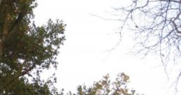 Morning Run: A Morning Run In The Park. Experience the tranquility of a morning run in the park, where the serene of