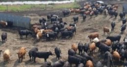 Minnesota Cow Farm: Summer On Grandpa's Farm 'Minnesota Cow Farm: Summer On Grandpa's Farm' captures the serene ambiance of a