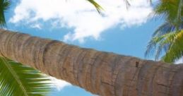 Tropical Beach Hammock: Relax In A Hammock - Waves, Gulls, Faint Tropical Beats Includes: waves crashing on a sand beach,