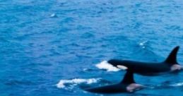 Wild Orcas And Dolphins: Orcas And Dolphins Swimming Through The Sea Wild orcas and dolphins are fascinating marine mammals