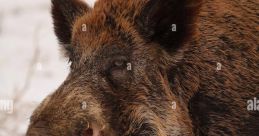 Hog